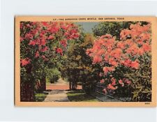 Postcard The Gorgeous Crepe Myrtle San Antonio Texas USA picture