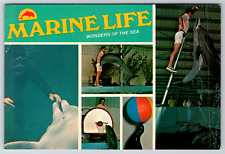 c1960s Marine Life Gulfport Mississippi Dolphins Vintage Postcard Continental picture