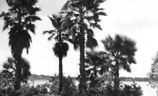RPPC Lake Ivanho Orlandoe, Flordia vintage  Postcard #360... picture