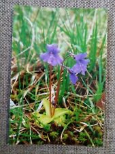 CPSM CPM IRELAND KILLARNEY NATIONAL PARK GREATER BUTTERWORT  picture
