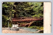Seattle WA-Washington, Ravenna Park Mineral Springs, Antique Vintage Postcard picture