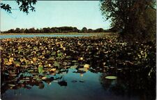 Amana IA-Iowa, Scenic Lake View Lotus Plants, Vintage Postcard picture