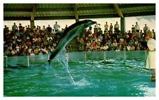 Postcard Wela porpoise performing in ocean science theatre picture
