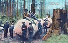 TACOMA WA - Logging Near Tacoma Postcard picture