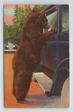 Hold Up Bear Begging Food Card Yellowstone National Park WY VTG Postcard 1948 picture