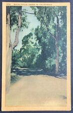 California Eucalyptus Trees Vintage Postcard Posted 1949 picture