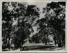 1934 Press Photo Australia's Picturesque Roads with Eucalyptus Trees picture