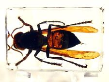 44mm Real Asian Giant Hornet in Clear Lucite Resin Science Education Specimen picture