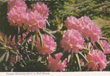 Purple Rhododendron in Full Bloom picture