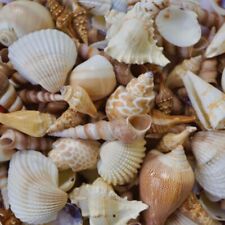 Seashells Mixed Beach Home Decor Coastal Ocean Art Craft Supplies Mix Sea Shells picture
