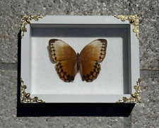 Framed Butterfly Jungle Queen White Shadow Box Gold Designs picture