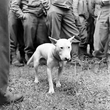 WW2 WWII Photo World War Two / US Army General George S. Patton dog in France picture