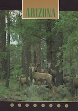 Bighorn Sheep Arizona Forest 4x6 Postcard picture
