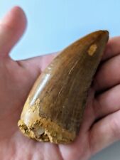 Awesome Carcharodontosaurus Dinosaur Tooth Fossil 3.4 Inches Morocco picture