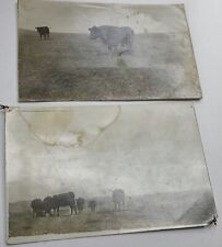 2 Vintage Real Photo Postcards Unmailed Cows Cattle Flaws picture