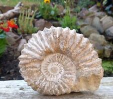 Large Fossil Ammonite Acanthoceras  Cretaceous Morocco 130mm  picture