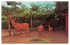 Vintage Group of Barasingha Deer Pocono Wild Animal Farm Postcard Unposted picture