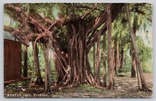 Banyan Tree Jacksonville FloridaVintage Postcard picture