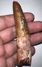 HUGE SPINOSAURUS SPINOSAUR Fossil Dinosaur Tooth 3.5 INCHES picture