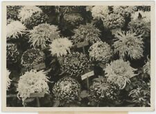 The Exhibition of Chrysanthemums in Paris. Occupancy. 1943. picture
