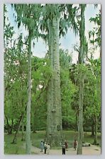 Postcard The Big Cypress Tree Orlando Florida picture