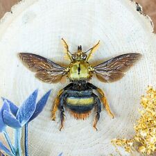 sp27 Golden brown Xylocopa Confusa Tropical Carpenter Bee specimen craft oddity picture