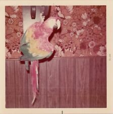 vintage 1970s color PHOTO brightly COLORED PARROT against WALLPAPER 1973 great picture