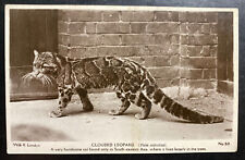 Mint England Real Picture Postcard RPPC Clouded Leopard Handsome Cat picture