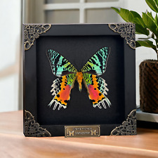 Taxidermy Madagascan Sunset Moth Framed Insect Curiosities And Oddities Decor picture