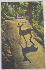 1956 People Strolling & WILD DEER IN THE ROCKIES Colorado Vintage Postcard picture