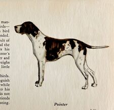 Pointer 1939 Sporting Dog Breed Art Ole Larsen Color Plate Print Antique PCBG18 picture