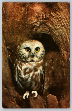 c1960s Saw-Whet Owl Cryptoglaux A. Acadica Vintage Postcard picture