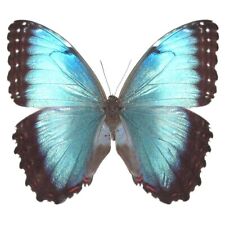 Morpho peleides female ONE REAL BUTTERFLY BLUE UNMOUNTED WINGS CLOSED COSTA RICA picture