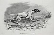 Dog English Pointer Female Named Juno + Pedigree, 1870s Antique Engraving Print picture