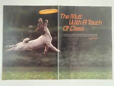 Jack Russell Terrier by E.M. Swift SI Vintage 1981 Magazine Photo picture