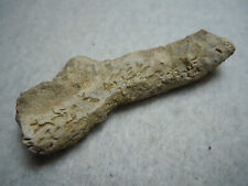 Ancient Prehistoric Coral Bryozoan Fossil Stone Kansas City USA 12.9 Grams picture