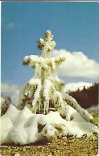 YELLOWSTONE NATIONAL PARK POSTCARD Winter Tree, Snow & Ice, Park Postmark picture