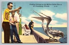 Postcard Florida St. Petersburg Feeding Pelicans Million Dollar Pier 1965  C191 picture