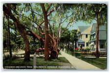 c1910's Crooked Branch Tree Magnolia Avenue Daytona Florida FL Unposted Postcard picture