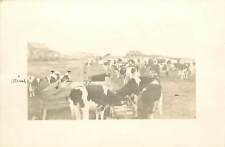 c1913 RPPC Holstein Dairy Cows Farm Family & Dog in Distance Unknown US  picture