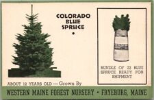 FRYEBURG, ME Advertising Postcard WESTERN MAINE FOREST NURSERY Blue Spruce Trees picture