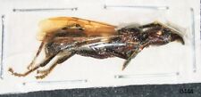 Hymenoptera FORMICIDAE Panaponera clavata 25mm+ A1 XL QUEEN, ECUADOR -  - #0444 picture