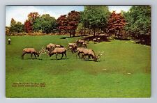 New York NY-New York, New York Zoological Park, Elk Herd, Vintage Postcard picture