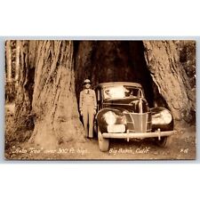 Postcard Vintage Auto Tree Over 300 Ft High Big Basin California RPPC 0488 picture
