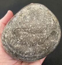LARGE Michigan Favosites Charlevoix Stone Coral Fossil 4.5