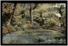 Vintage Postcard - Fernery, Rosalind Park, Bendigo, VIC _A1 picture
