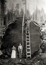 Antique Photo ... Logging , People Pose w/ Large Tree .... Photo Print 5x7 picture