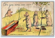 Animals Postcard Hog Pig Can You Come Over Soon c1905 Unposted Antique picture
