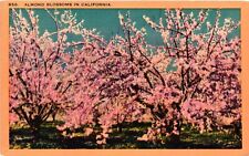 Vintage Postcard- Almond Blossoms, CA Early 1900s picture