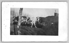 c 1907 Mixed Dairy Cows Bells in Field RPPC Cattle Vintage Photo Postcard Velox picture